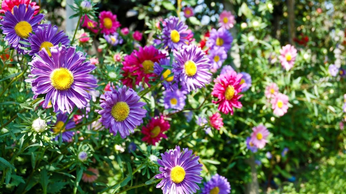 5 fleurs de Bach à connaître absolument pour mieux vivre sa ménopause